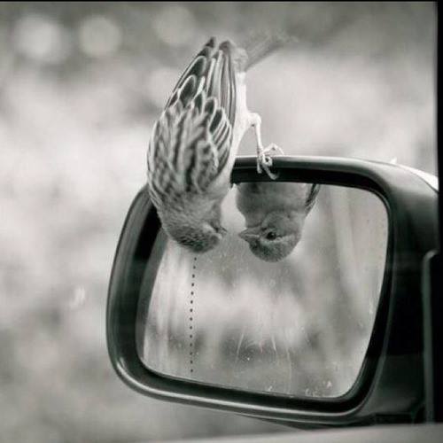 1912070_568727226556351_1850771893_n