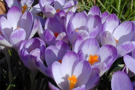 Silvija Šesto: …za to vrijeme&nbsp;šafrani