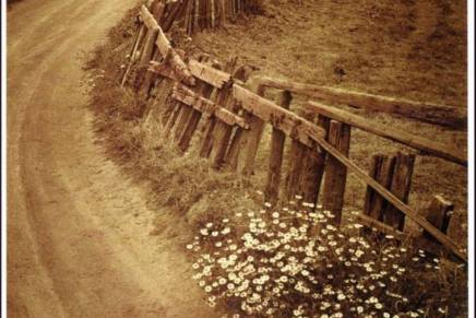 Mihaela Gašpar: ČETIRI MAČJE&nbsp;DUŠE