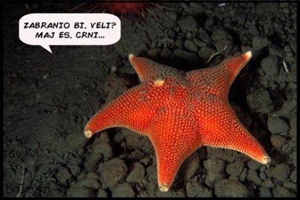 Marijan Grakalić: Evo nas, ispod&nbsp;zvijezde!