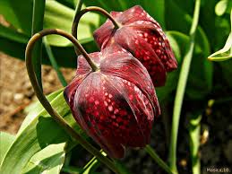 Mirna Weber: Kockavica