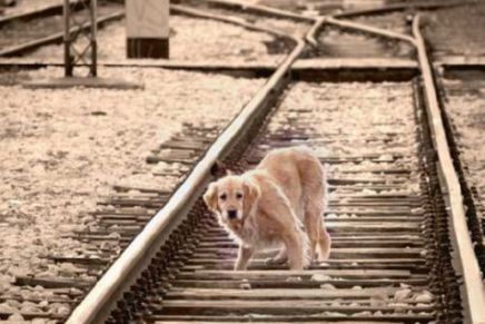 Stefan Simić: PAS KOJI SE USUDIO DA BUDE&nbsp;SLOBODAN