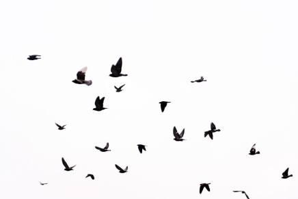 Mensur Ćatić PTICE NA&nbsp;ŠTAKAMA