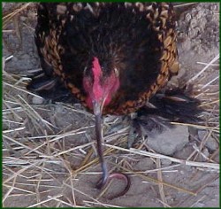 Denis Kuljiš: IVICA TODORIĆ – Tajkun pod grbom zmije i&nbsp;kokoši