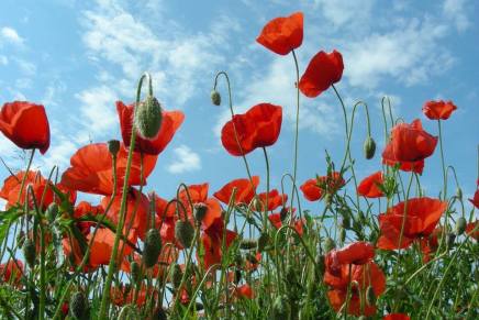 Božica Jelušić: SRCORUJ, POLJE&nbsp;MAKA