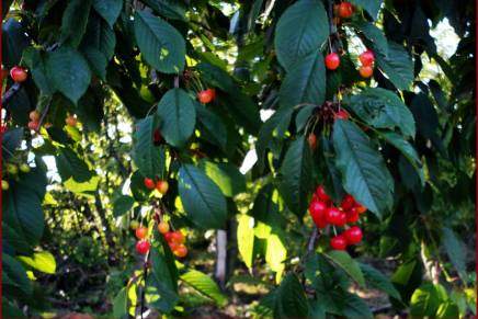 Božica Jelušić: RANE TREŠNJE, KAPI&nbsp;KRVI
