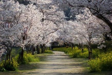Mensur Ćatić: NOA I MAČKA U HALJINI OD&nbsp;BEHARA