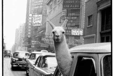 Gordan Stojić: Nabijem&nbsp;vas!