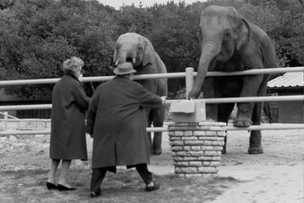 Božidar Alajbegović: Petković kao glasnogovornik Ministarstva&nbsp;kulture