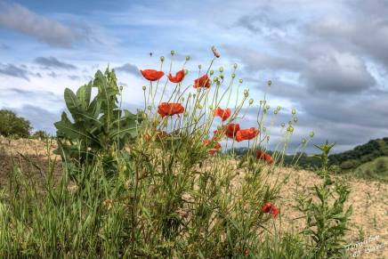 Tomislav Šarec: Apolonijsko i dionizijsko u pejzažnoj&nbsp;fotografiji