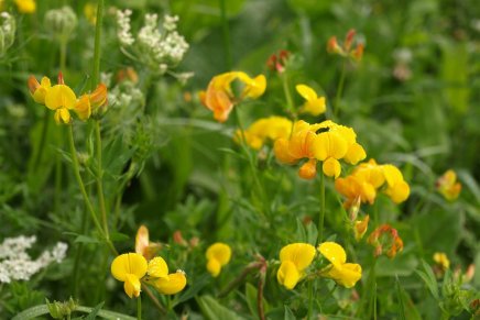 Božica Jelušić: LJEKOBILJKE,&nbsp;stručak