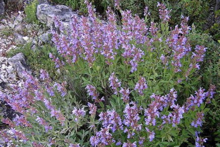 Božica jelušić: SRK&nbsp;PELINKOVCA