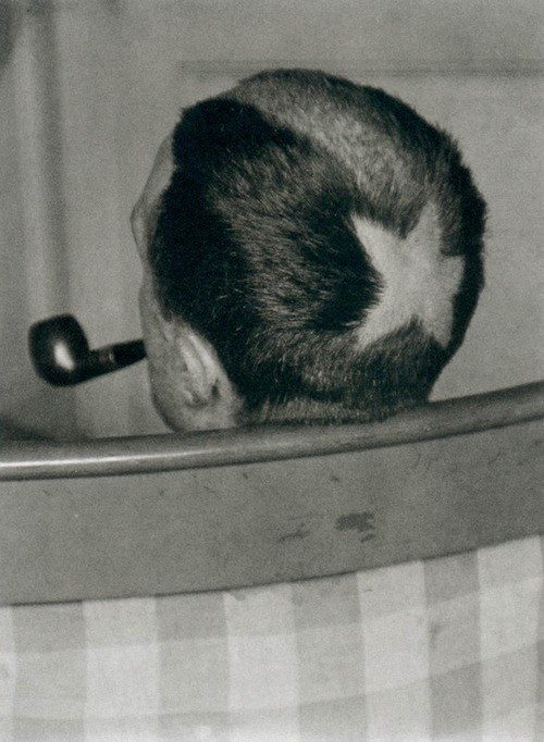 10606422_725230254226712_1003557685302103359_n