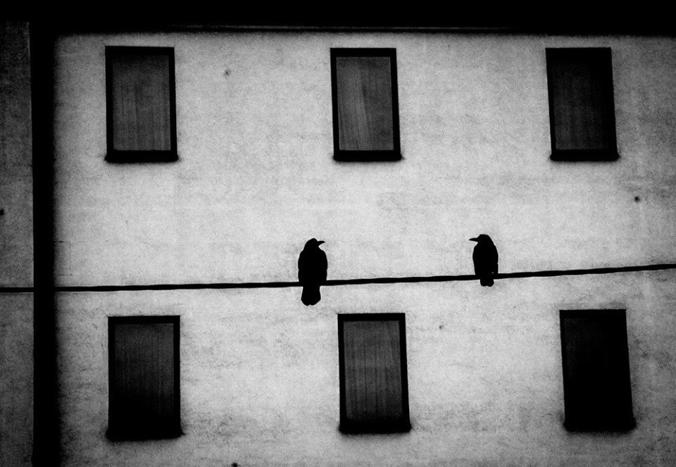 10915225_890464767671594_7810340360786903339_n