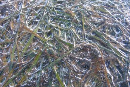 Božica Jelušić: OŽILJCI