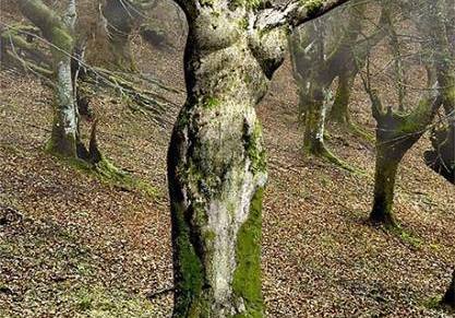 Stevo Basara: “Čovjek bez&nbsp;korijena”