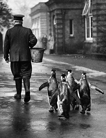 18 Oct 1939, London, England, UK --- A zookeeper at the London Zoo leads hungry penguins with a pail of food. --- Image by © Hulton-Deutsch Collection/CORBIS