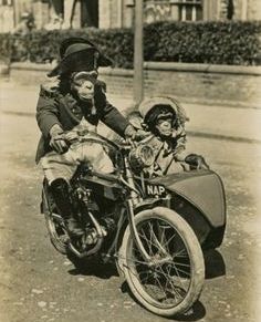 Edo Popović: Majmuni huligani rade ono što majmuni u svečanim ložama&nbsp;misle!