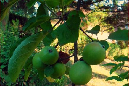 Božica Jelušić: VRTNA,&nbsp;PREKOSMRTNA