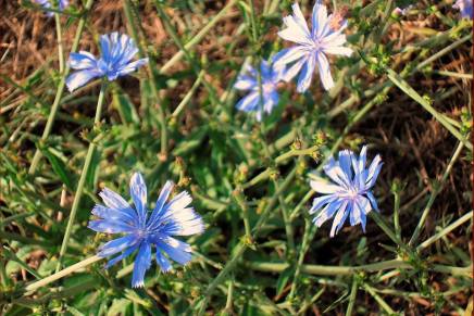Božica Jelušić: LEDINA&nbsp;VODOPIJA