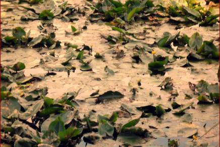 Božica Jelušić: STOLNJACI&nbsp;VODENBUHA