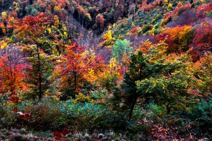 Božica jelušić: SASVIM&nbsp;JESENJA