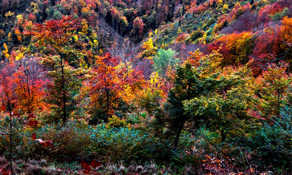 Fotografija: Nikola Šolić