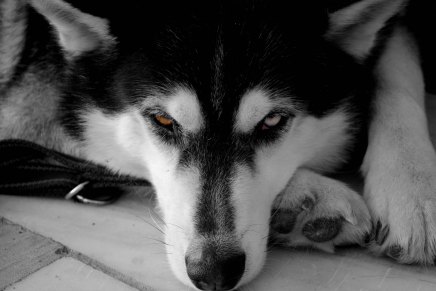 Stefan Simić: PAS KOJI SE USUDIO DA BUDE&nbsp;SLOBODAN