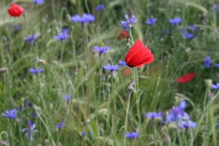 Božica Jelušić: SVETO&nbsp;PROLJEĆE