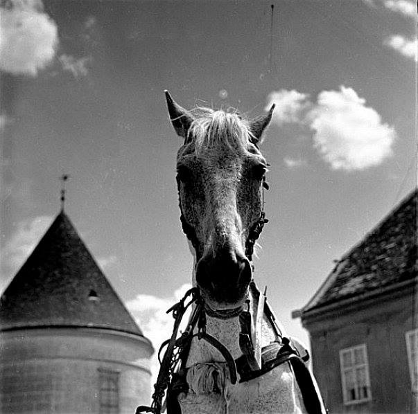 11150335_899189820144078_2390437167171982747_n