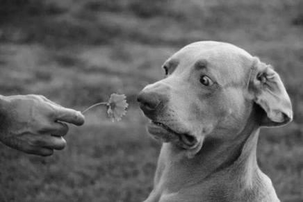 Žarko Jovanovski: KAK TAUBEKA DVA (SLIČNOSTI S&nbsp;PSOM)