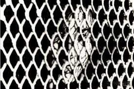 Pero Kvesić: VIŠINSKI IZ NAŠEG&nbsp;SOKAKA