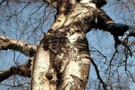 Minja Bogavac: Ljudi Drvo i Ljudi&nbsp;Krov