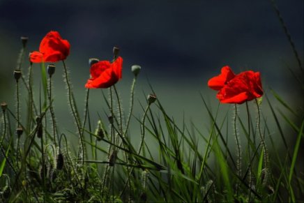 Vladimira Mascarell: Crveni svijet za vječnost&nbsp;života