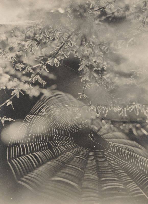 10404466_586167674849291_3119017475379796069_n