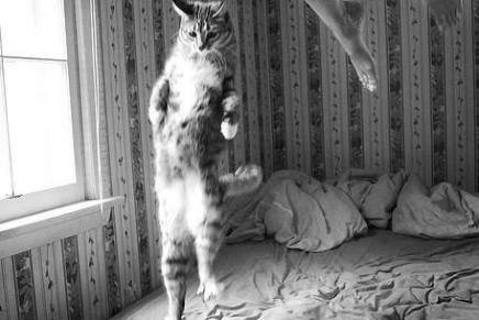 Sead Begović: MOZAK KOJI MJAUČE KAO&nbsp;MAČKA