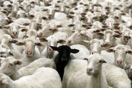 Jedan član (HDZ-a), jedan glas, jedan kandidat&nbsp;(Karamarko)