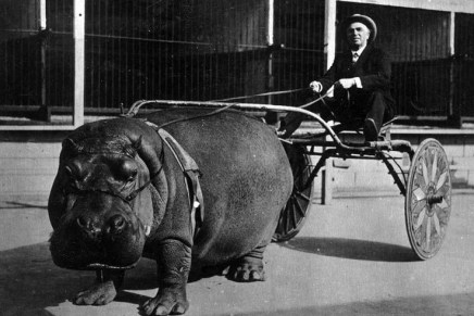 Kako je Tim Orešković otkrio slavonske&nbsp;hektare