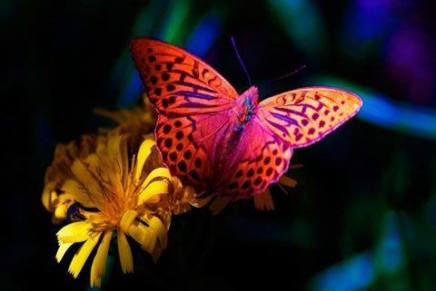 Božica Jelušić: LEKCIJA ZENA ZA&nbsp;POČETNIKE