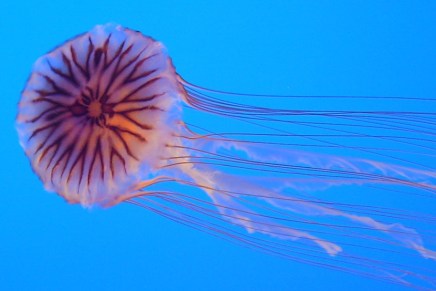 Božica Jelušić: MEDUZA,&nbsp;PODRONJAVANJE