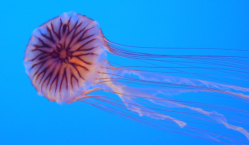 SANYO DIGITAL CAMERA