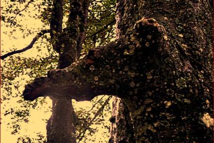 POLJUBAC JESENI U&nbsp;PLANINI