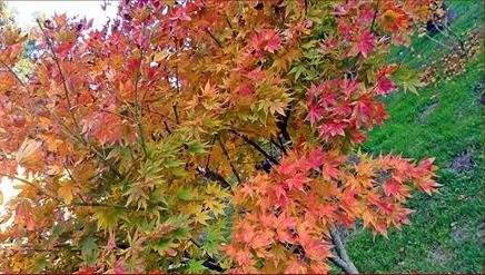 Božica Jelušić: JAVORNJAK,&nbsp;danas