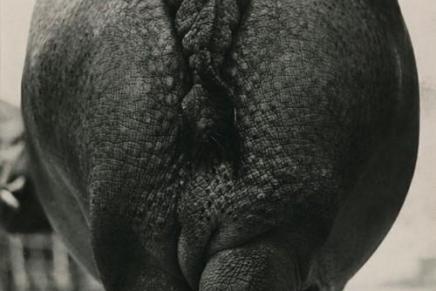 Hrvatski trumpoljubi