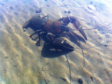 Fotografija: Nikola Wolf