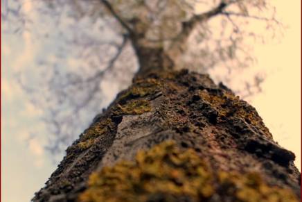 ČEKANJE POD STABLOM