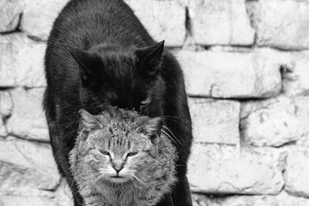 Nenad Popović: Stipe Mesić i&nbsp;ja