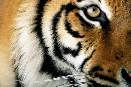 William Blake: Tigar