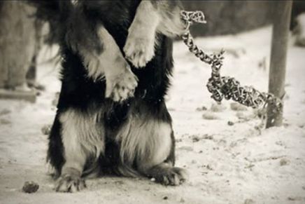 Stefan Simić: Na&nbsp;lancu