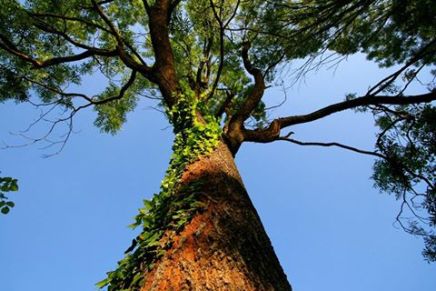 Božica Jelušić: VRTOVI&nbsp;IRSKE